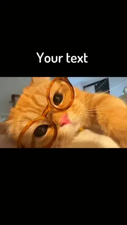 Funny cat videos 