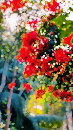 Slowmotion video 🌸✨