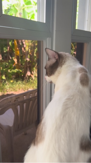 Tu es si mignon? 