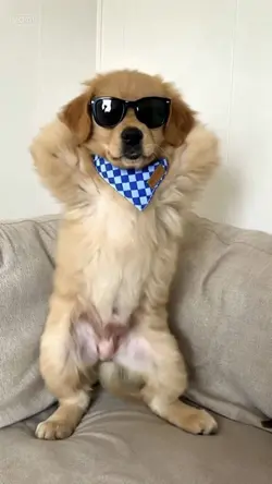 Pet dance