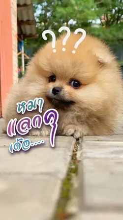 หมาแลกคุ