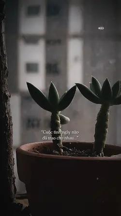 CHUYỆN THƯỜNG TÌNH