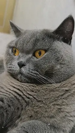Degdegan