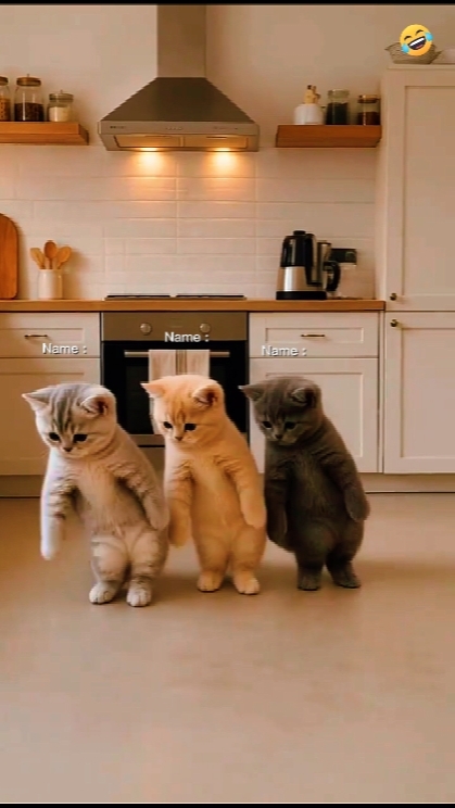 Tren Kucing Menari.. 