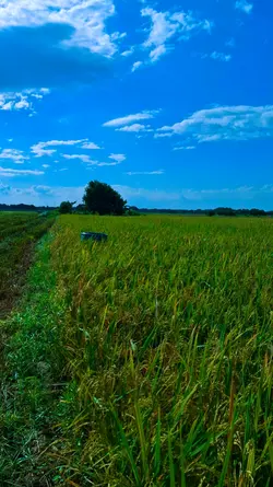 Rice field Nature