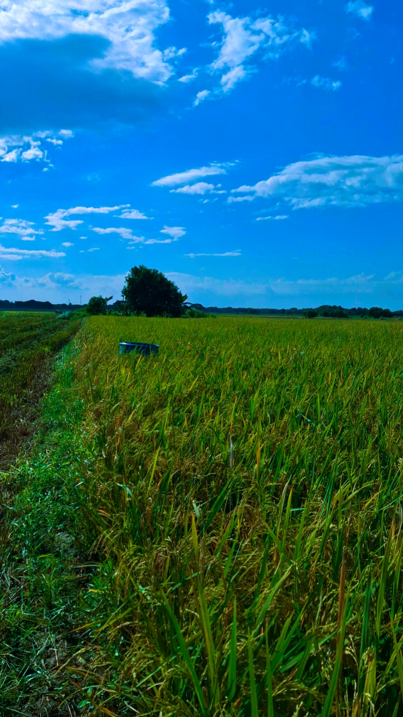 Campo de arroz Naturaleza
