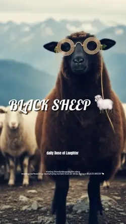 BLACK SHEEP 