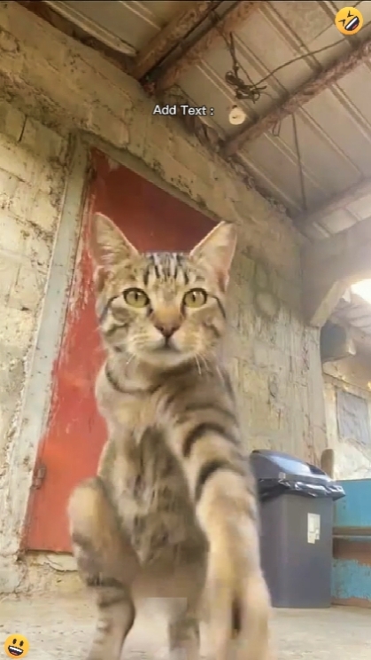 Add Text : Funny Cat