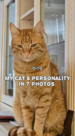 my cat in 7 pics
