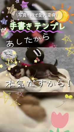 【愛犬歌詞動画】キミに100パーセント