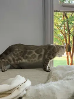 Neve snow bengal