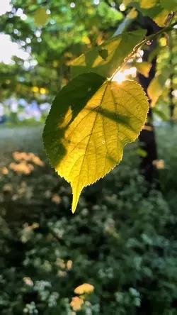 cinematic nature
