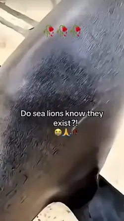 See lion meme