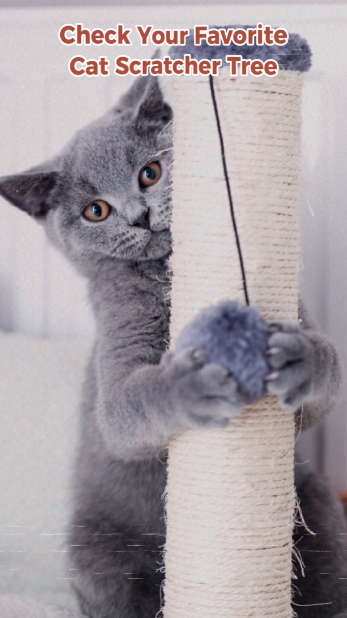 Exhibición de productos para mascotas