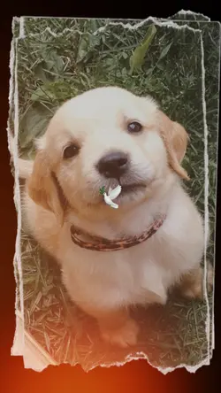 MY DOG