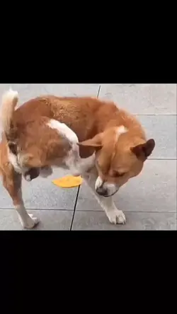 FUNNY MEME