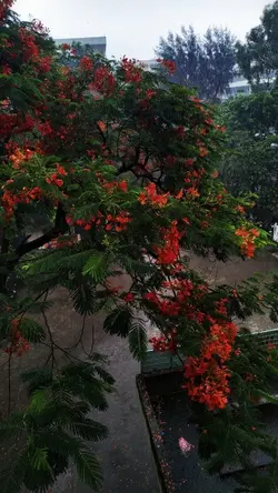 PICS - HOA PHƯỢNG