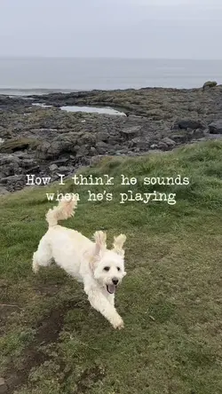 Dog template