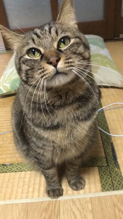 your pets 