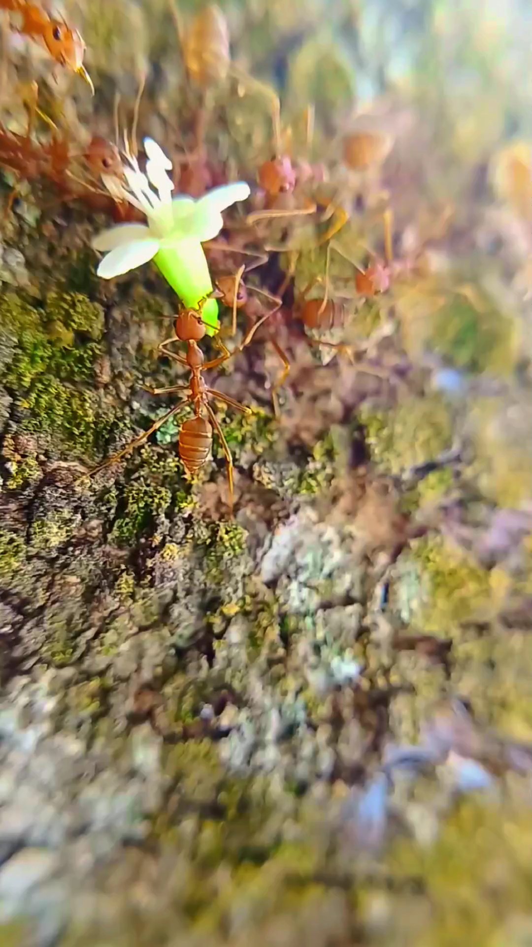 Formiga