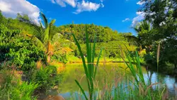 Nature relax