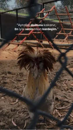 Kardeşine gönder 🕊️