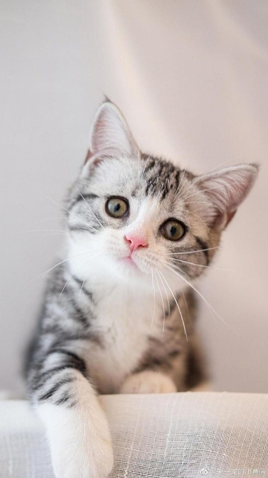 Cat Asthetic