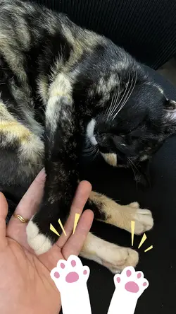 Cute cat