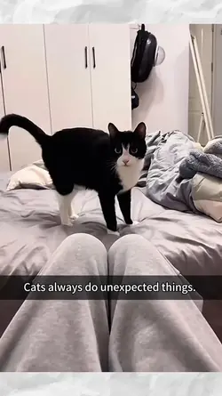 cat behaviors