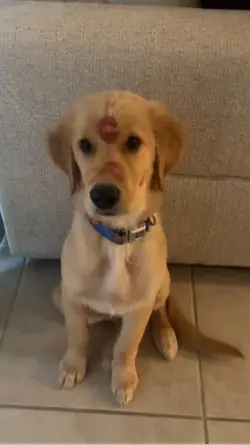 Cachorro ❤️