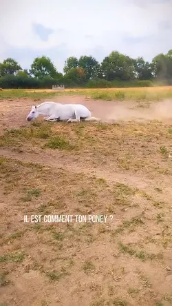 Il est cmt ton poney