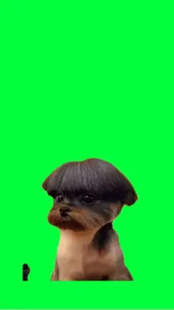 Coiffure bol 