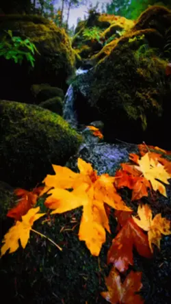 Slowmotion video 🔥✨