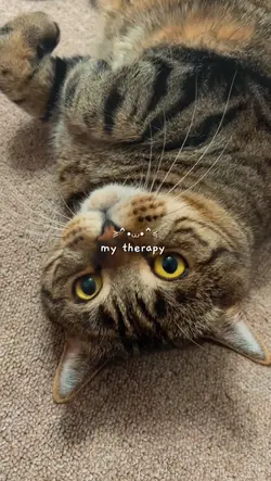 my therapy is my cat