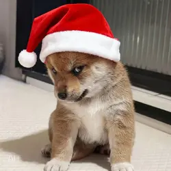 Christmas hat
