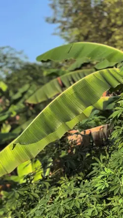 CINEMATIC DANCE FLOR