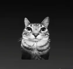 Car/Cat edit