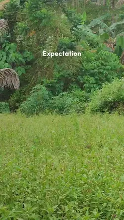 expectation vs reali