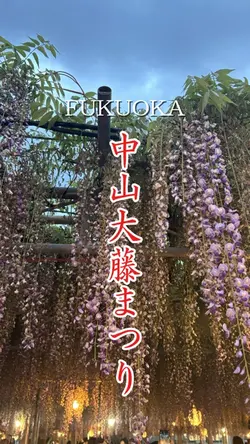 中山大藤まつり