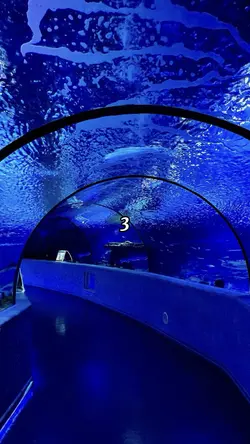 Aquarium Aesthetic