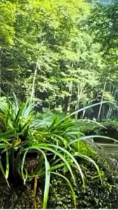 Nueva plantilla 