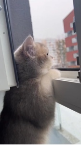 kucing gemoy