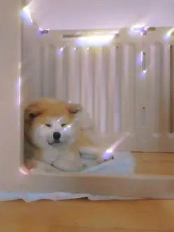 秋田犬 コールミーブロンディ