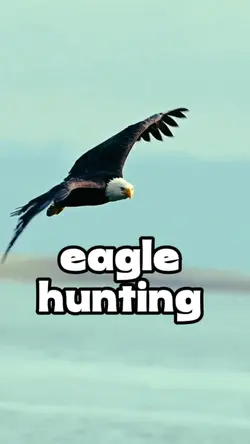 eagle hunting 