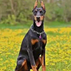 anjing galak