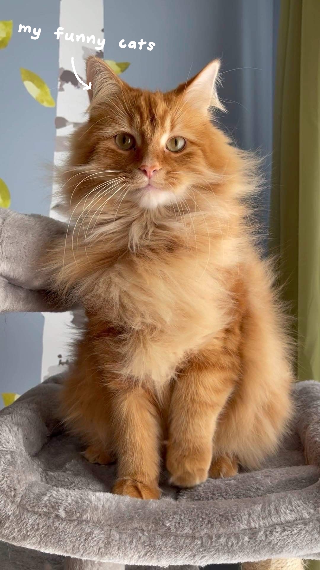 kucingku!
