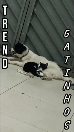 Gatinhos...