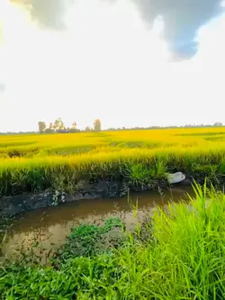 mẫu hmooob