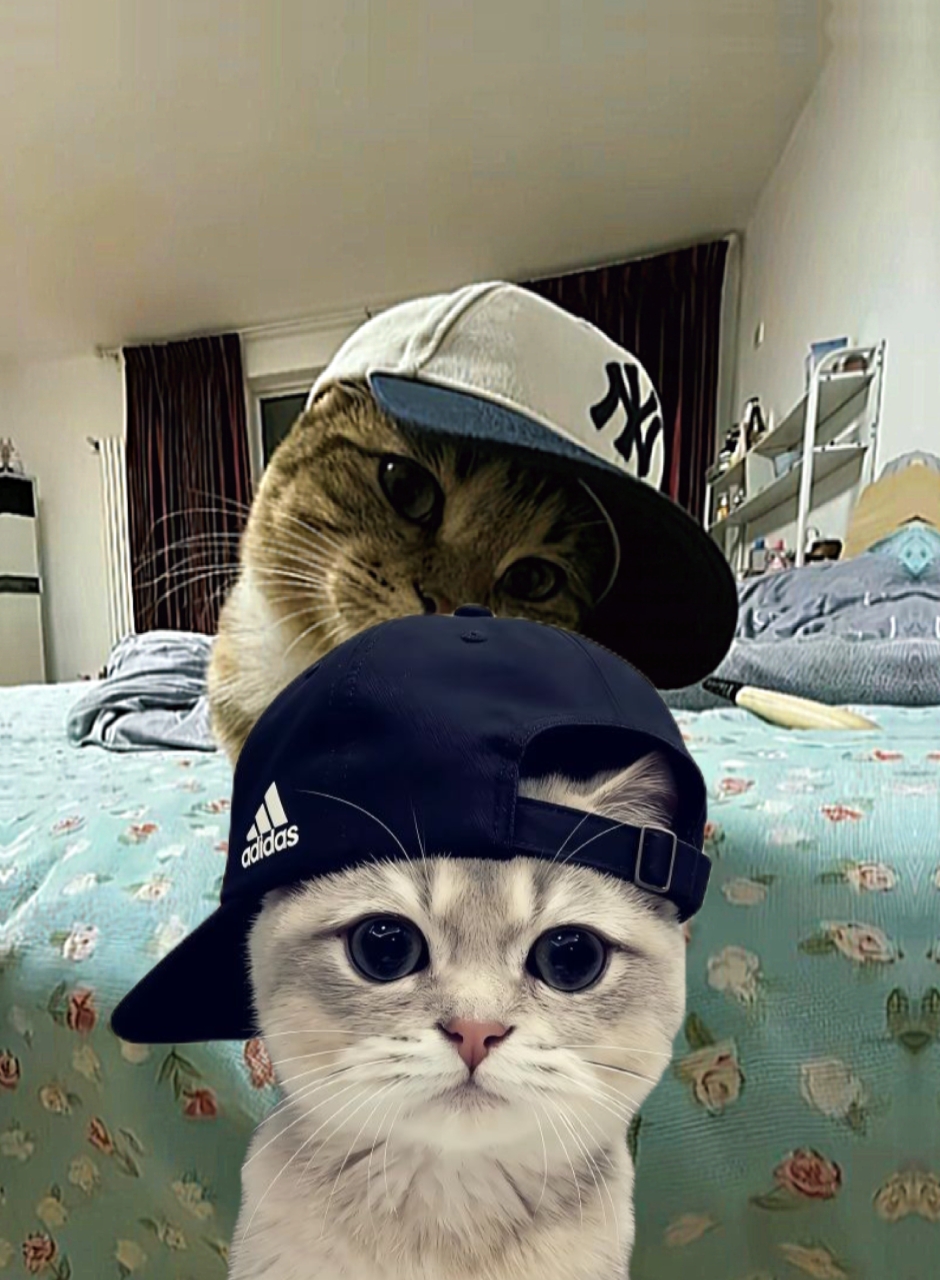 miaou / tendance