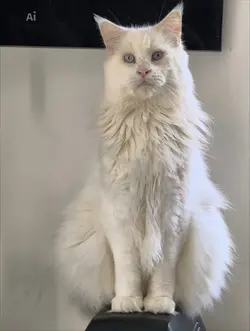 Maine coon lion